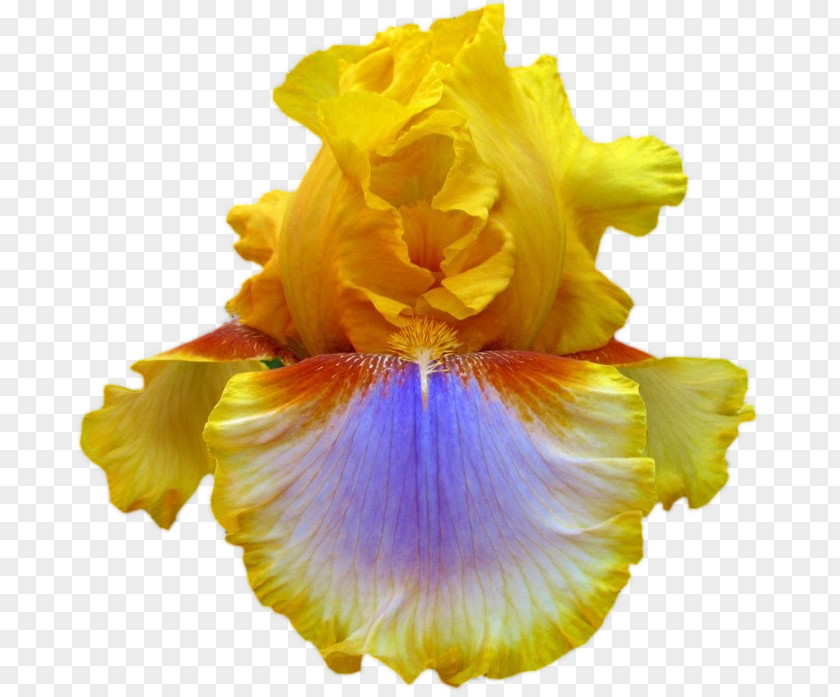 Flower Iris Sibirica Yellow Ser. Sibiricae Garden PNG