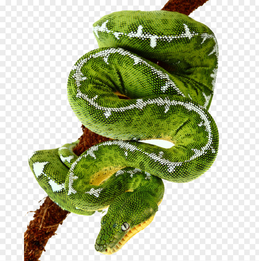 Green Snakes Smooth Snake Amazon Basin Emerald Tree Boa Boiga Dendrophila PNG