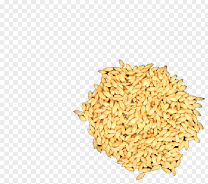 Malted Barley The Providence Brown Rice Proso Millet Stock Photography Foxtail PNG