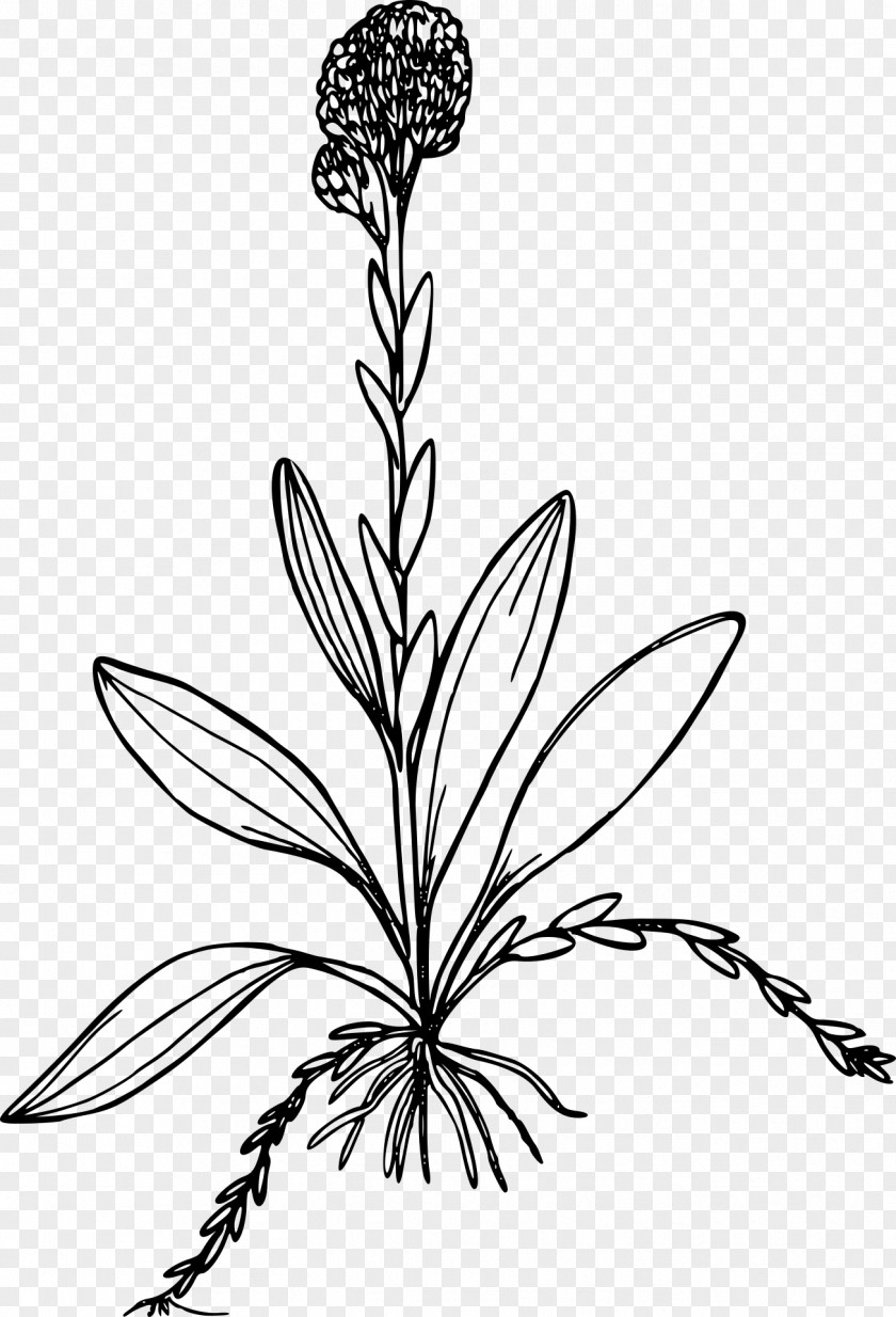 Marigold Line Art Drawing Clip PNG