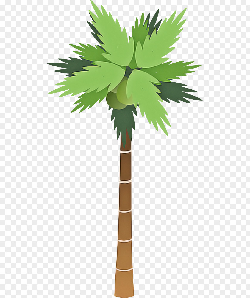 Plant Stem Desert Palm Tree PNG