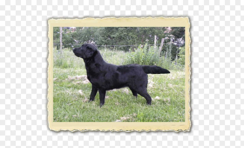 Bog Labrador Tea Flat-Coated Retriever Boykin Spaniel Dog Breed Boykin, Kershaw County, South Carolina PNG