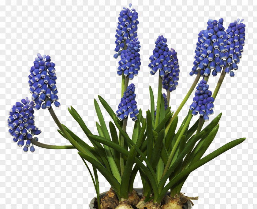 Friends Blossom Blast Grape Hyacinth Flower Image PNG