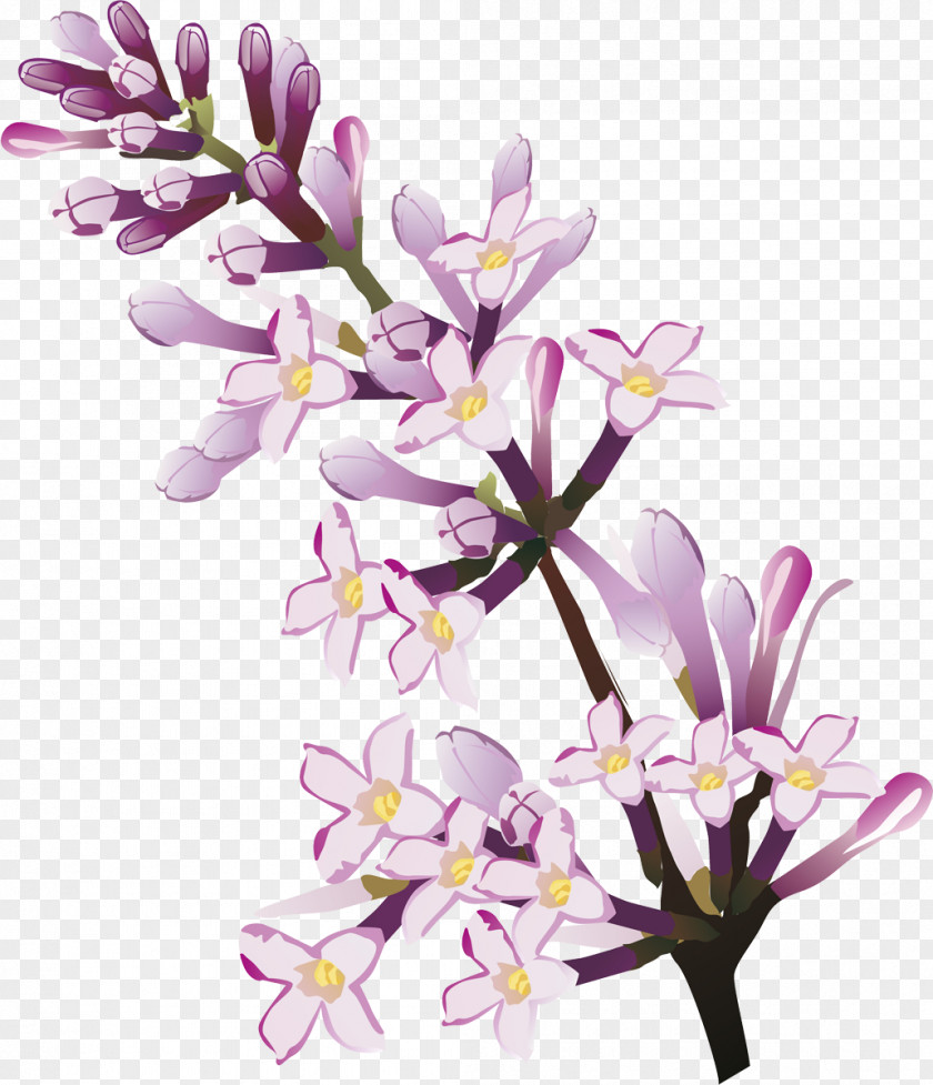 Lilac Cut Flowers Floral Design Floristry PNG