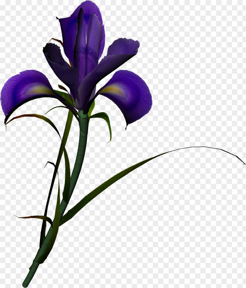 Lilac Flower Irises Poppy Clip Art PNG