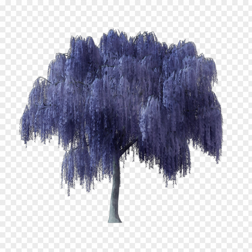 Plant Lavender PNG