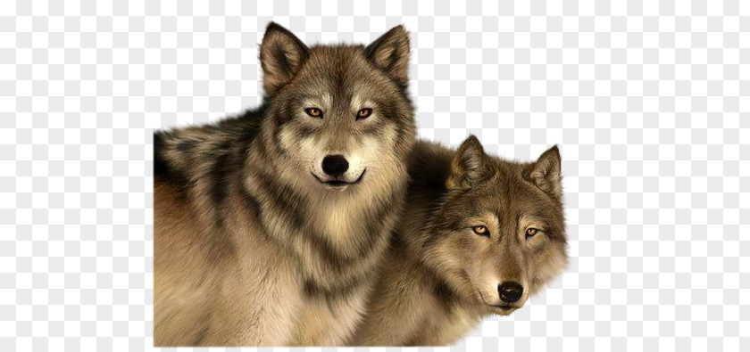 Two Wolves PNG wolves clipart PNG