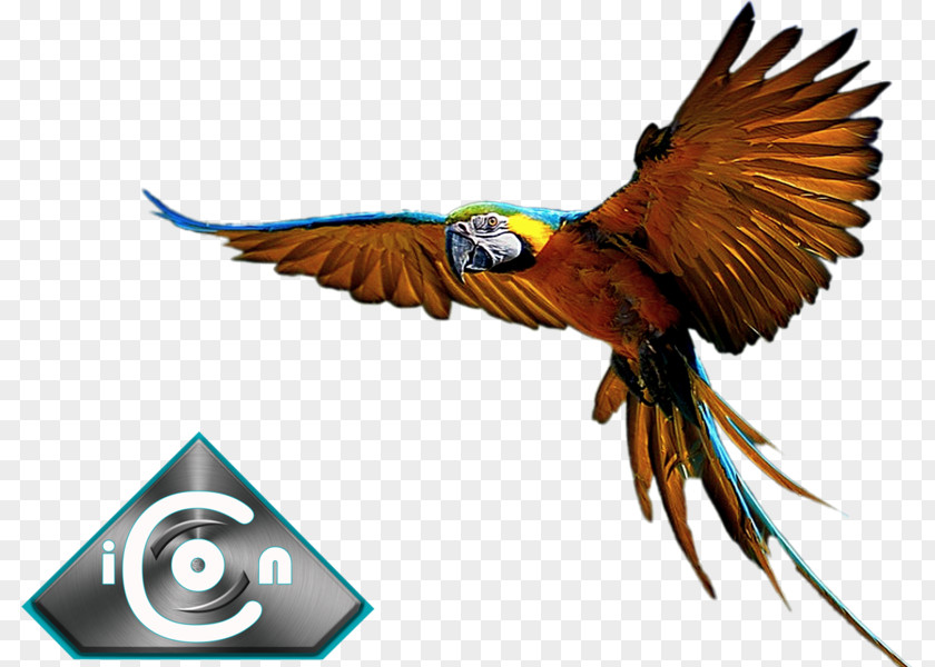 Blue And Gold Macaw Blue-and-yellow Parrot Bird Hyacinth PNG