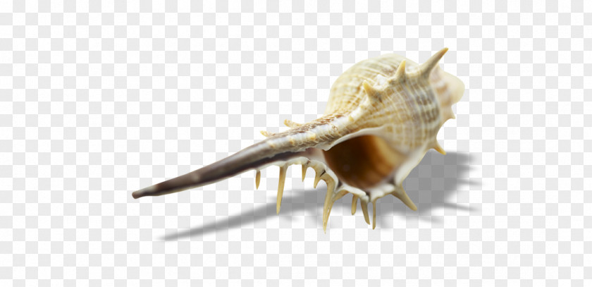 Conch TIFF Computer File PNG