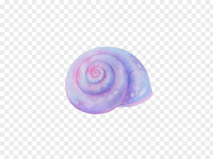 Hand-painted Conch Sea Snail Seashell PNG