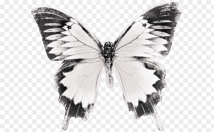Butterfly Black And White Brush-footed Butterflies Drawing PNG