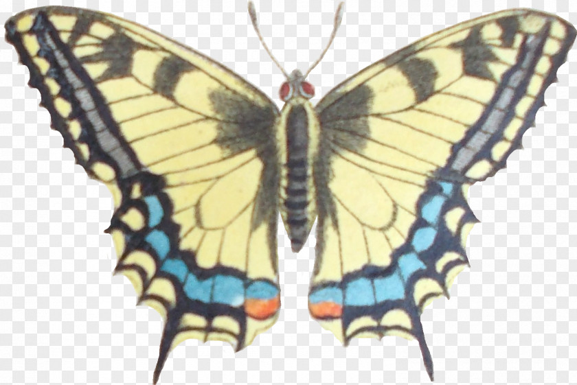 Butterfly Monarch Gossamer-winged Butterflies Silkworm Brush-footed PNG