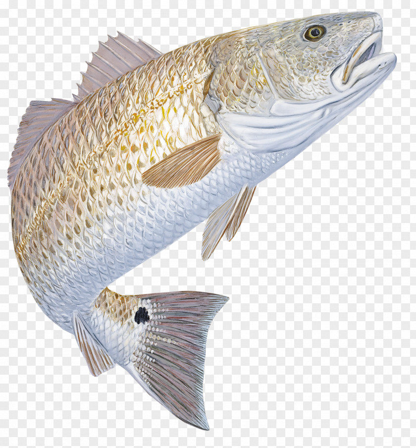 Fish Bass Cod PNG