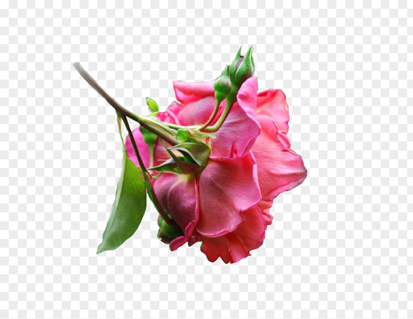 Flower Cut Flowers Floral Design Bouquet Bud PNG