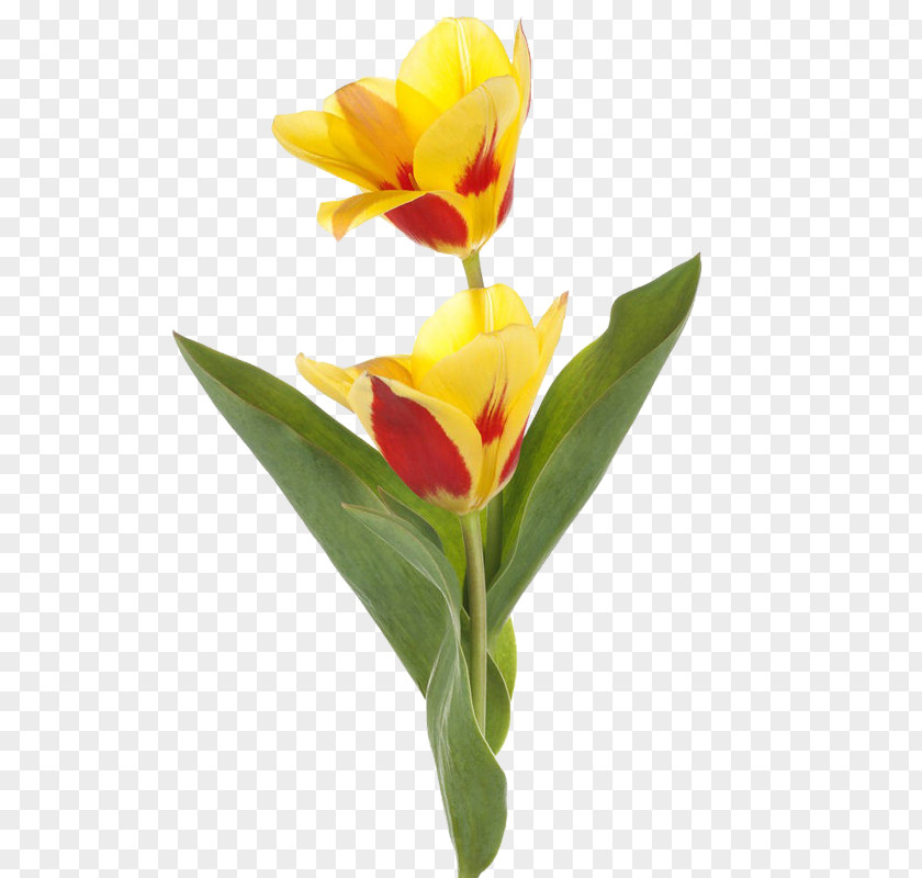 Golden Yellow Tulips Tulip Cut Flowers Gold PNG
