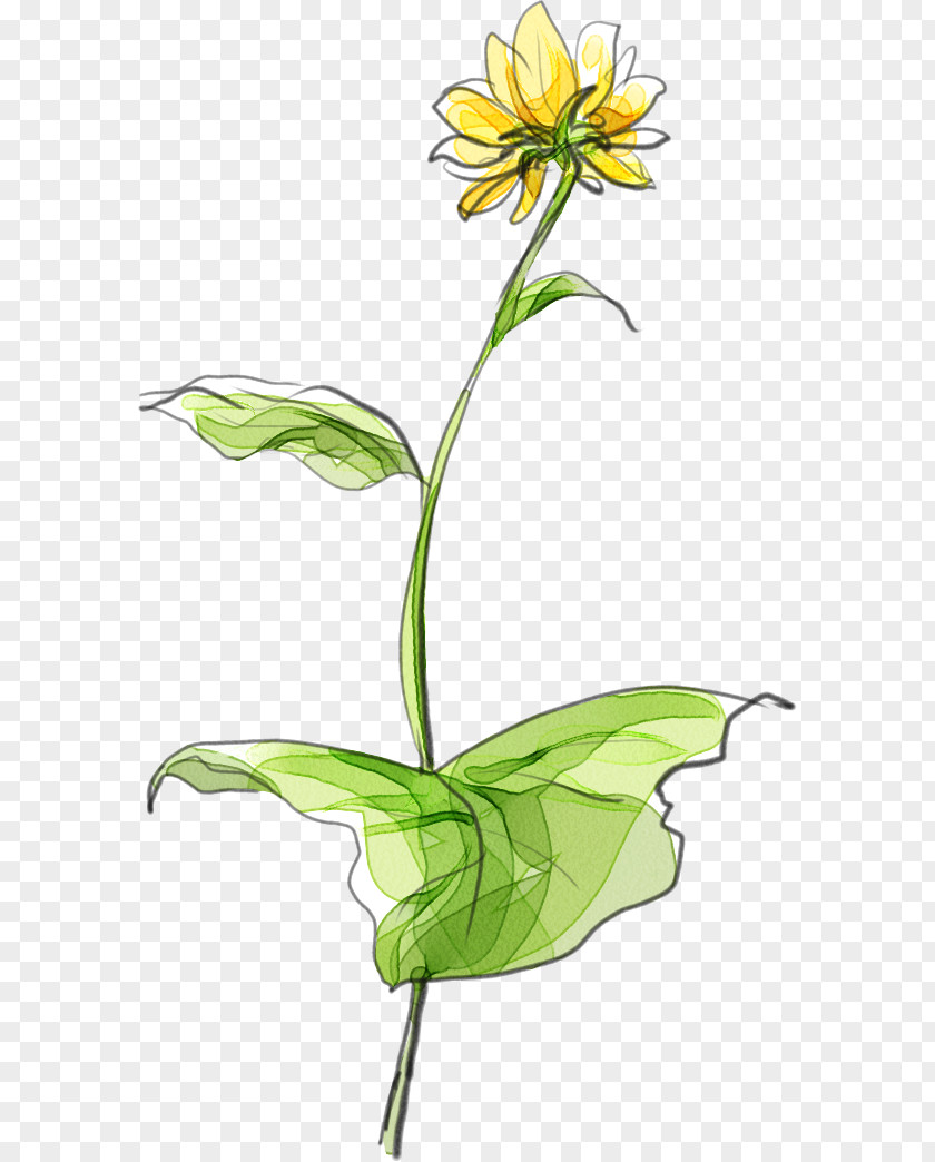 Hand Painted Sunflower Creative Material Download Floral Design Common Designer Creativity PNG