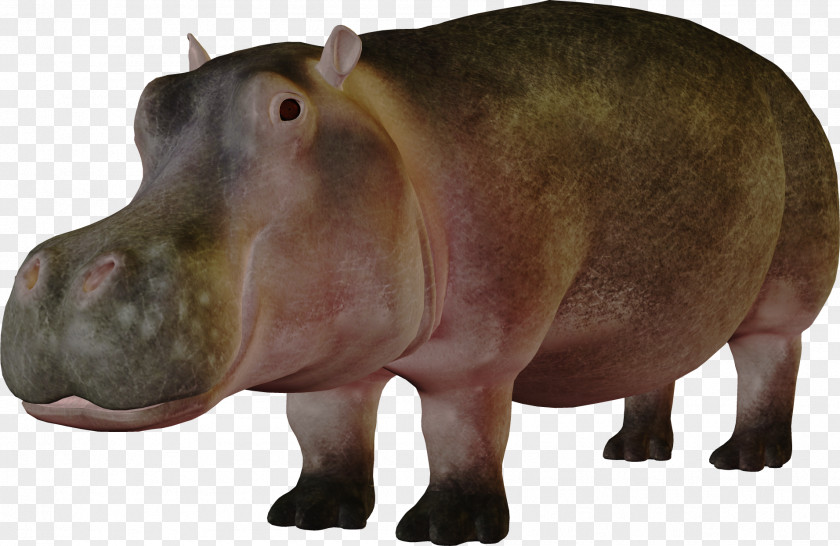 Hippo Hippopotamus Clip Art PNG