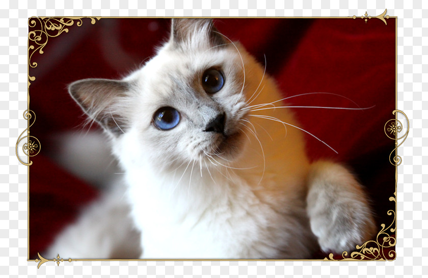 Kitten Birman Ragdoll Balinese Cat Whiskers PNG