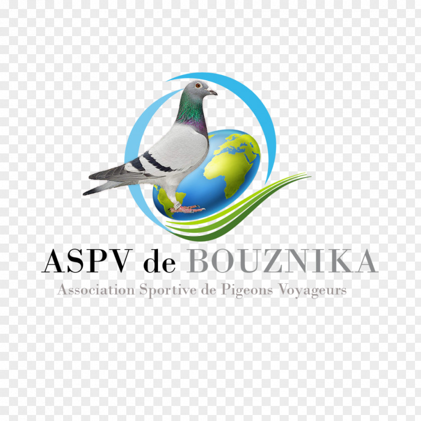 Pigeon Voyageur Brand Logo Bird Marketplace PNG