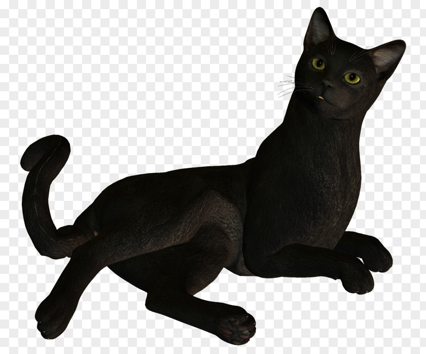 Postgraduate Black Cat Bombay Korat Domestic Short-haired Image PNG