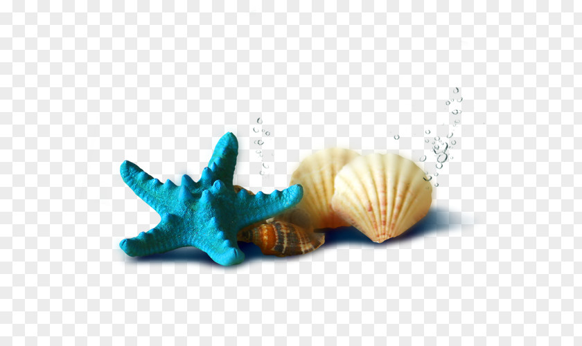 Shells And Starfish Download PNG