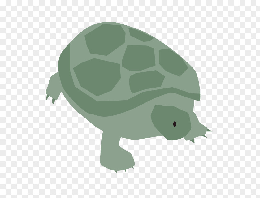 Turtle Book Illustration Tortoise Clip Art PNG