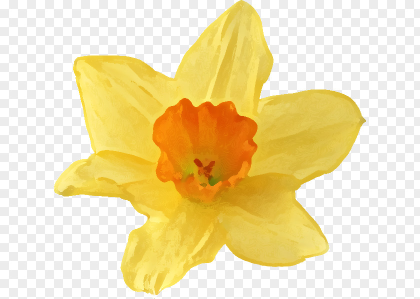 Daffodil Flower Narcissus Jonquilla Pseudonarcissus Clip Art PNG