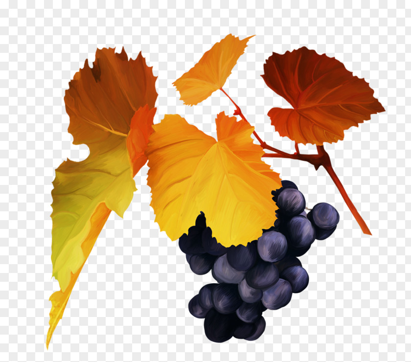 Grape Autumn Clip Art PNG