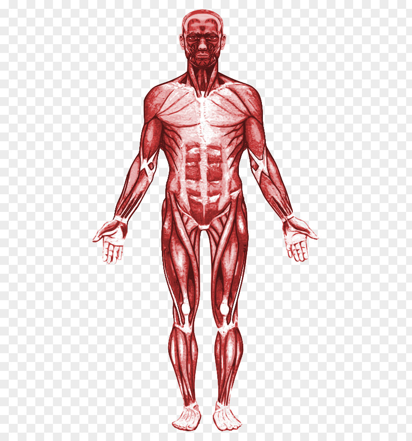 Human Body Muscular System Muscle Anatomy Organ PNG body system Organ, nervous clipart PNG