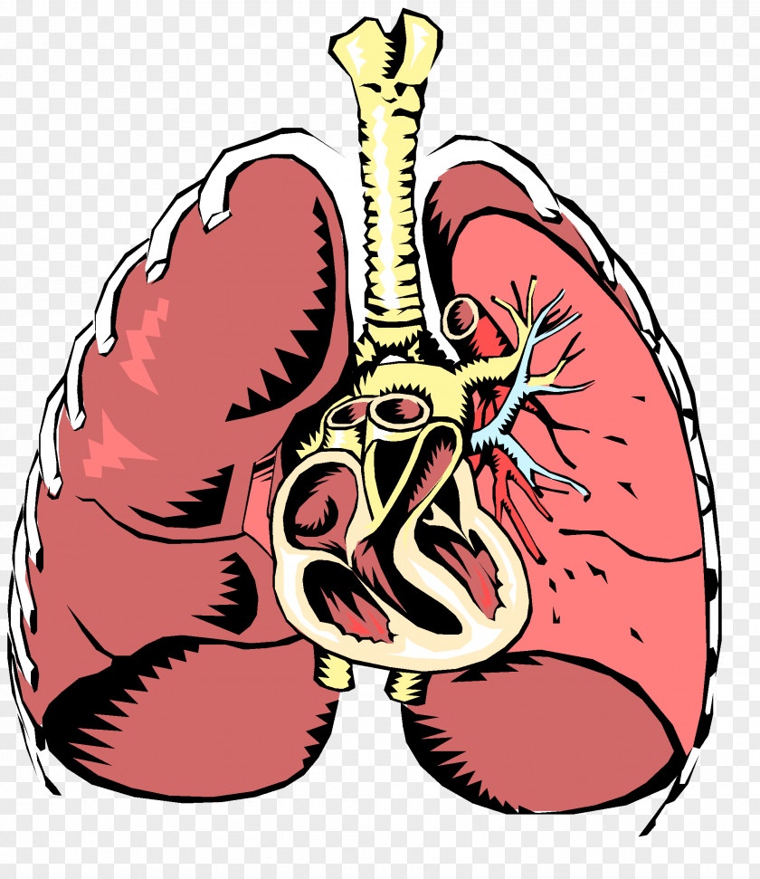 Respiratory Disease System Tract Breathing PNG