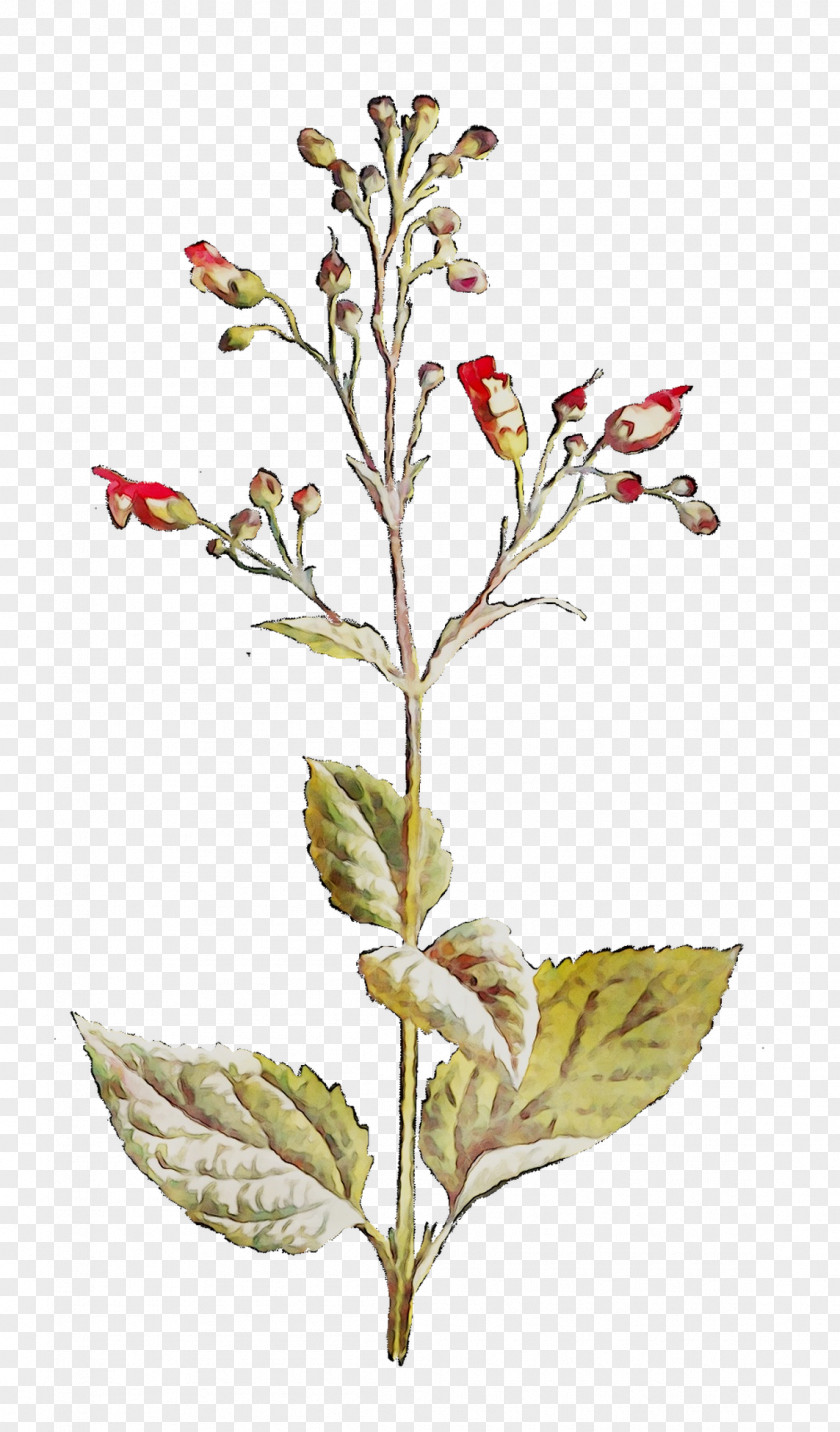 Twig Plant Stem Flowering Leaf PNG