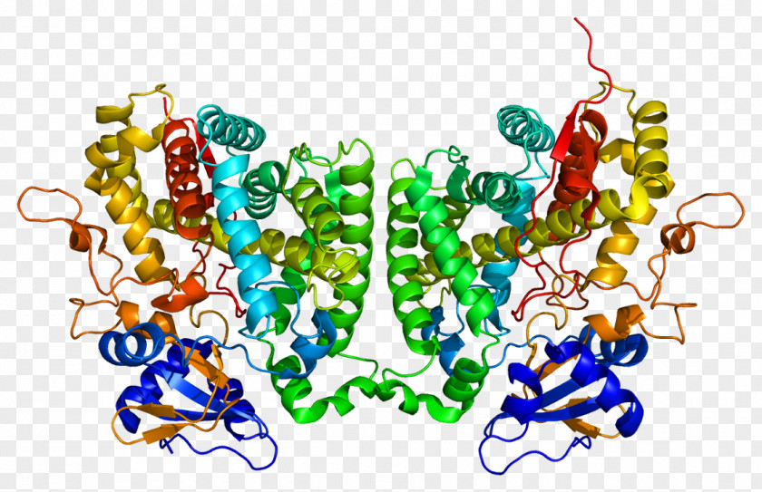 Cytochrome P450 Family 1 Member A1 CYP2R1 Calcifediol Vitamin D Enzyme PNG