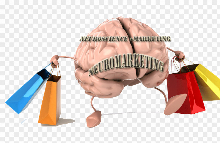 Marketing Neuromarketing Neuroscience Brain Color Psychology PNG