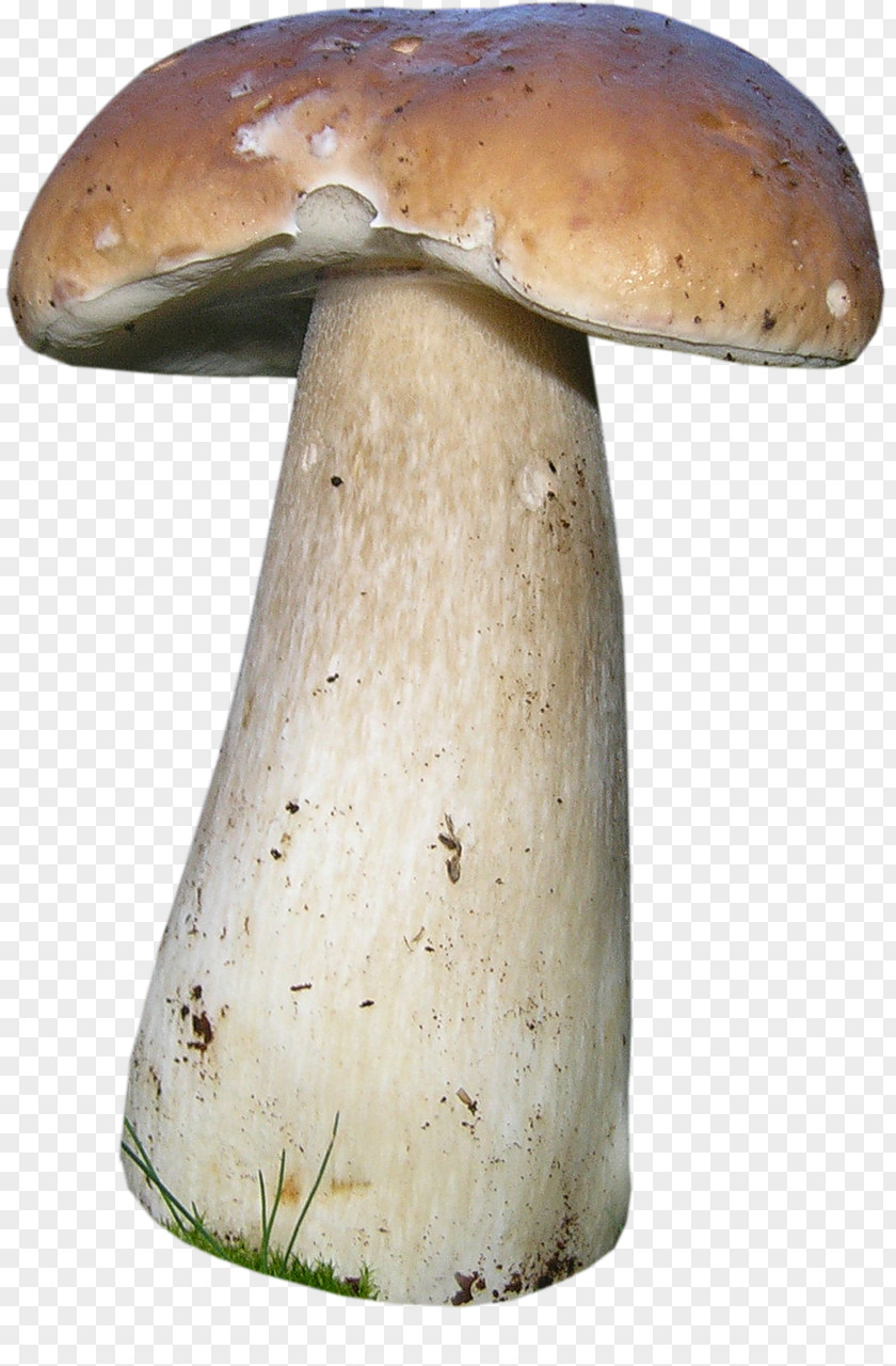 Mushroom Penny Bun Fungus Image PNG