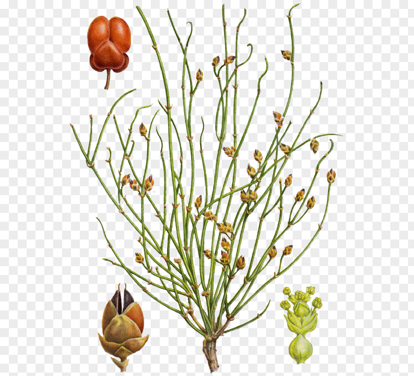 Plant Ephedra Distachya Stem Botany Rheumatism PNG