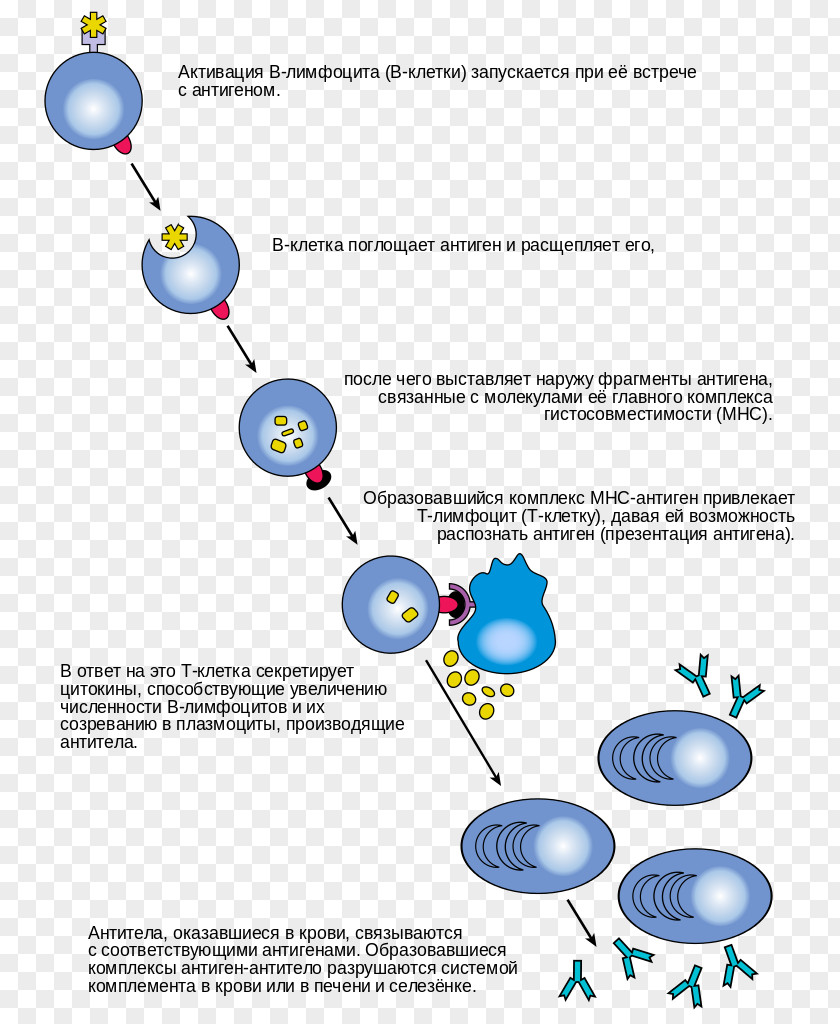 Cell Molecules B Lymphocyte T Antibody Immune System PNG