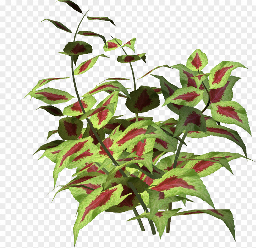 Shrubs Plant Flower Clip Art PNG