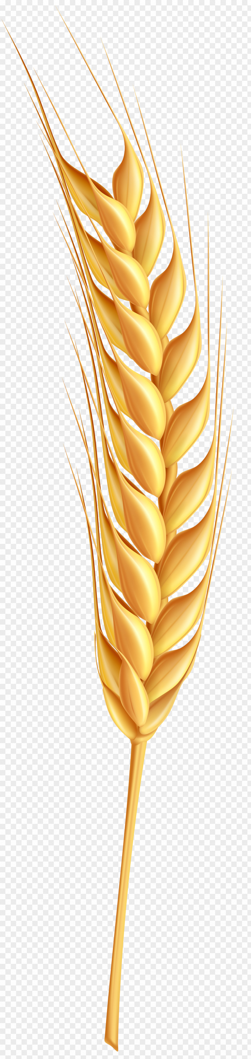 Wheat Clip Art PNG