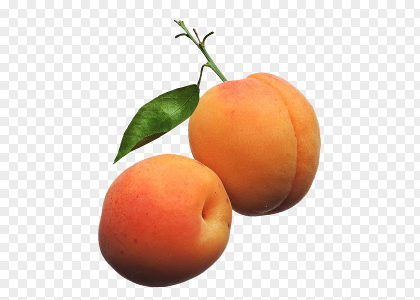 Apricot Kernel Vegetable Oil Fruit Noyau PNG
