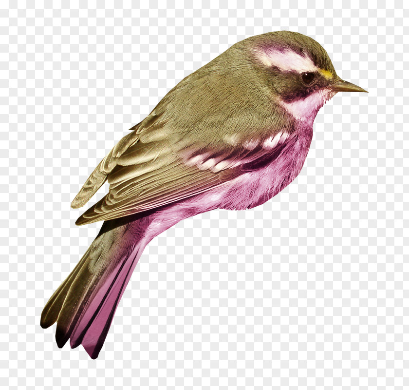 Bird House Sparrow Clip Art Image PNG