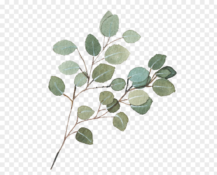 Eucalyptus Seeded Small Plants Clip Art Gum Trees Image Free Content PNG
