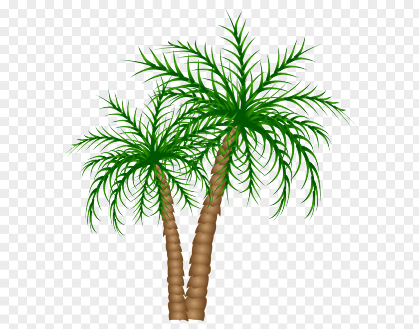 Green Coconut Tree Arecaceae Date Palm Clip Art PNG