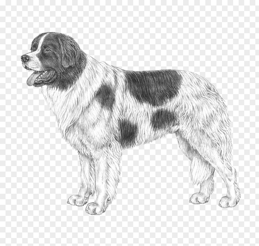 Newfoundland Dog Drentse Patrijshond Moscow Watchdog Landseer Breed PNG