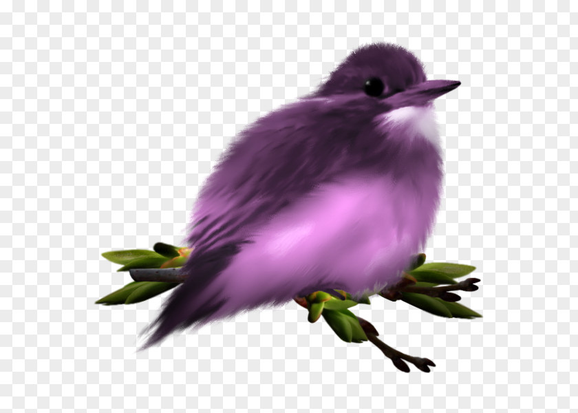 Purple Finches Cuckoos Clip Art PNG