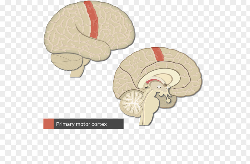 Brain Primary Somatosensory Cortex Cerebral Gyrus Parietal Lobe PNG