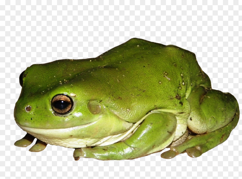Frog American Bullfrog Australian Green Tree True PNG