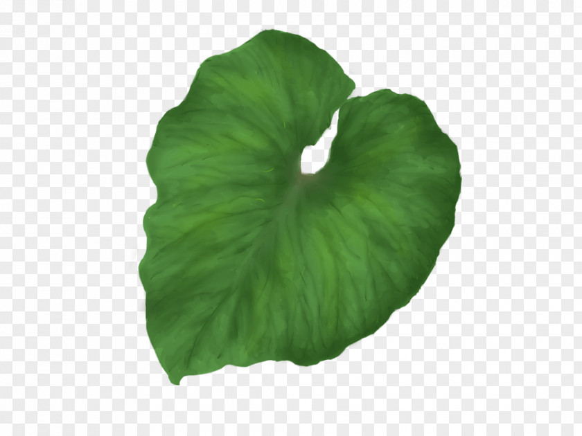 Leaf Image Resolution Clip Art PNG