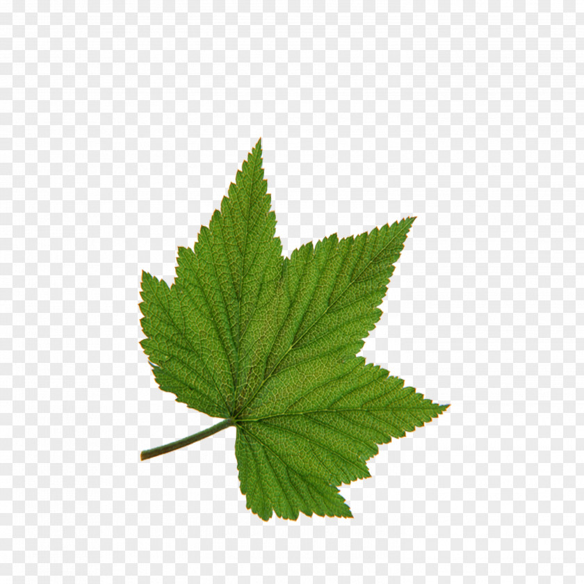 Maple Leaf Green Tree Red PNG