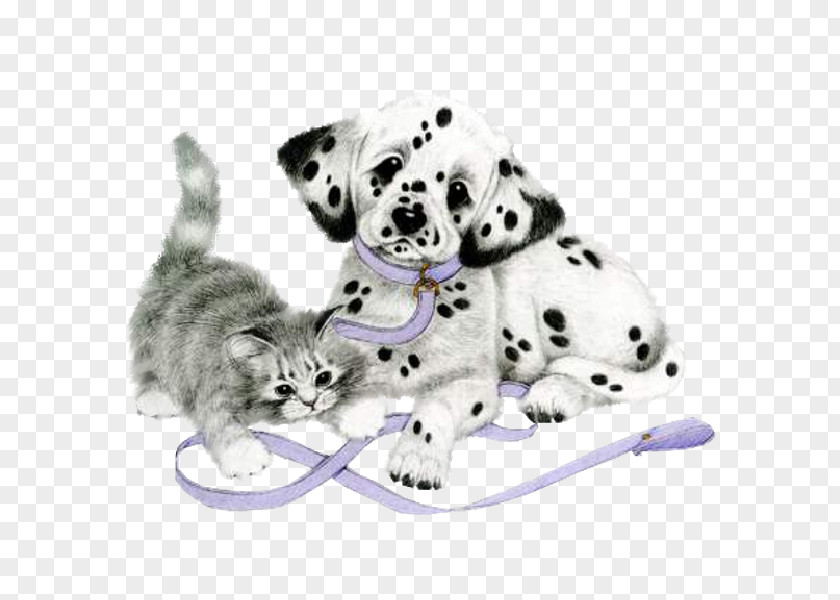 Dalmatians Dalmatian Dog Puppy Cat Clip Art PNG