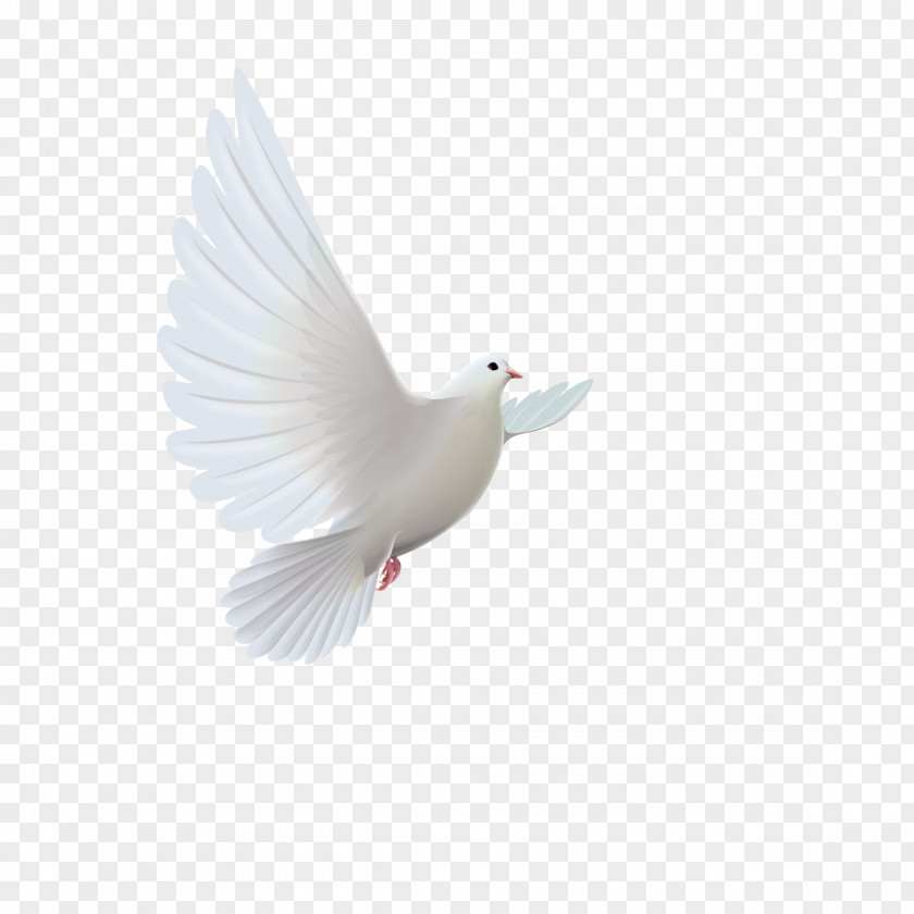 Dove White Clip Art Image Vector Graphics PNG